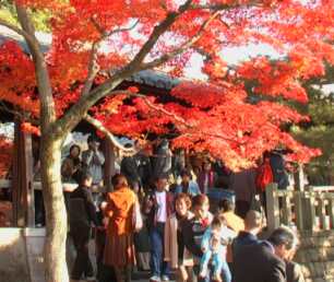 Beautiful Autumn Leaves