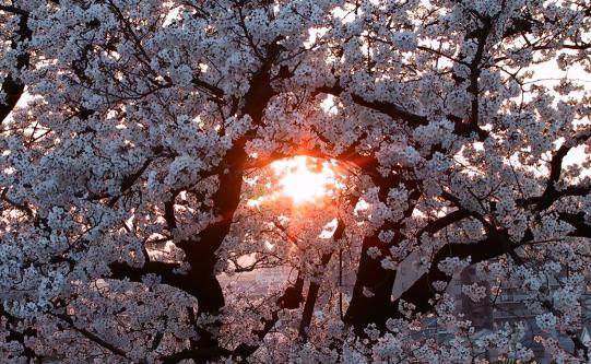 Sunset through sakura