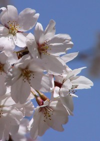 Cherry Blossoms