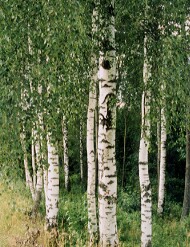 Birch forest